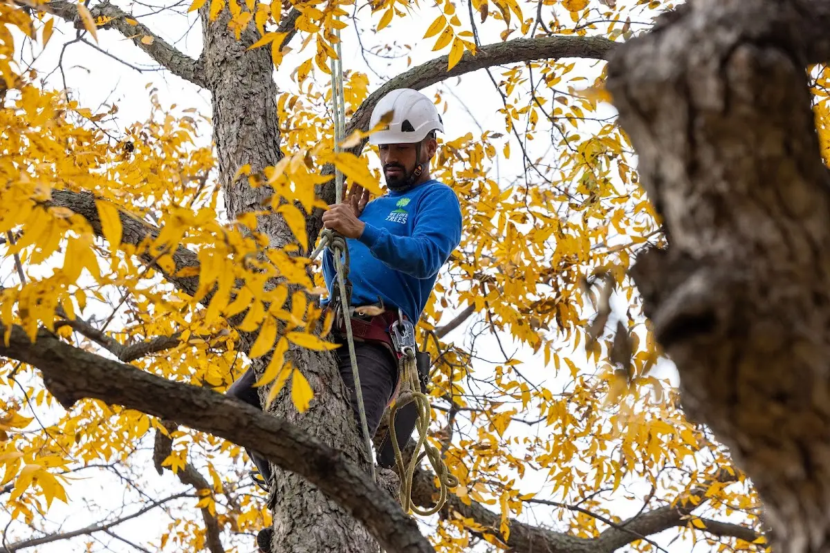 Skilled Tree Transplanting crew working in Dyer